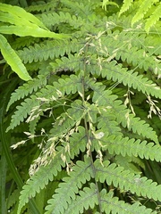Pakau pennigera