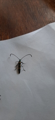 Anubis clavicornis
