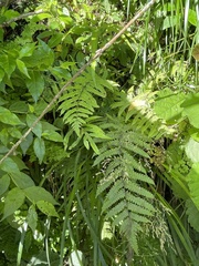 Pakau pennigera