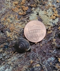 Vespericola marinensis