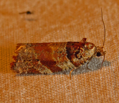 Argyrotaenia kimballi