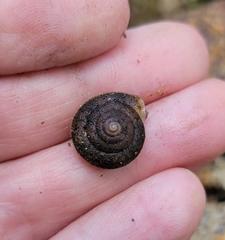 Vespericola marinensis