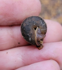 Vespericola marinensis