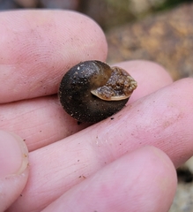 Vespericola marinensis