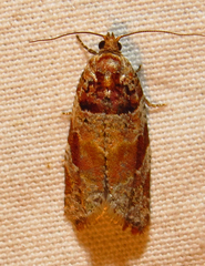 Argyrotaenia kimballi