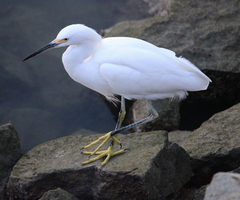Egretta thula