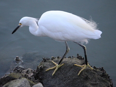 Egretta thula