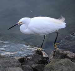 Egretta thula