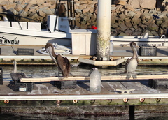 Pelecanus occidentalis