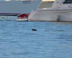 Zalophus californianus