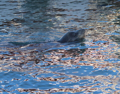 Zalophus californianus
