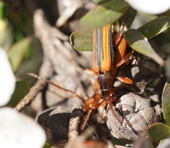 Stenoderus