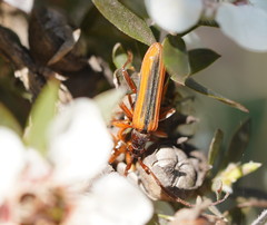 Stenoderus