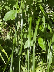 Poa anceps