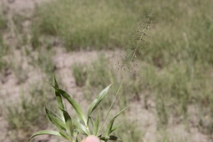 Sporobolus australasicus