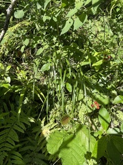 Poa anceps
