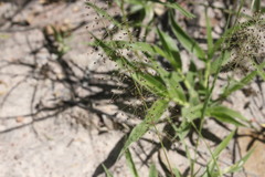 Sporobolus australasicus