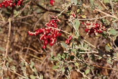 Chenopodium baccatum