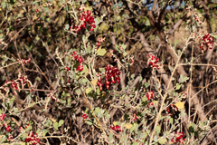 Chenopodium baccatum