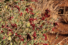 Chenopodium baccatum