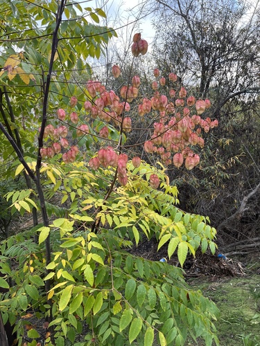 Koelreuteria bipinnata