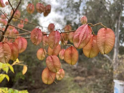 Koelreuteria bipinnata