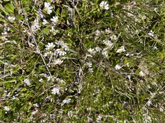 Scaevola hookeri