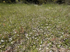 Scaevola hookeri