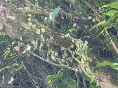 Asplenium flaccidum