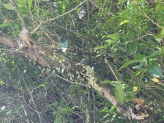 Asplenium flaccidum