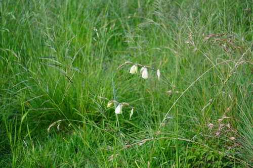 Image of Gladiolus papilio by (c) Matthew Fainman, some rights reserved (CC BY)