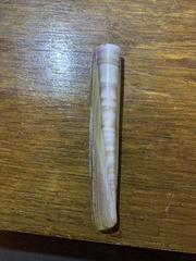 Ensis minor
