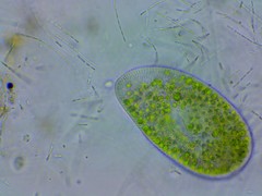 Paramecium bursaria