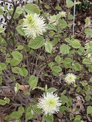 Fothergilla major