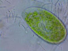 Paramecium bursaria