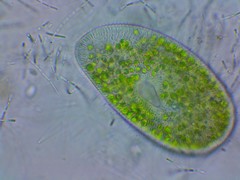Paramecium bursaria