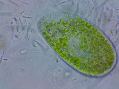 Paramecium bursaria