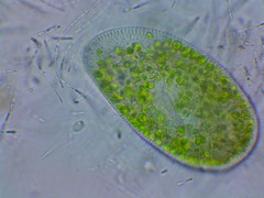 Paramecium bursaria