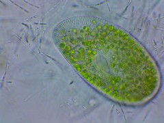 Paramecium bursaria