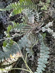 Blechnum chambersii