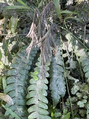 Blechnum chambersii