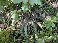 Blechnum chambersii