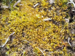 Pleuridium subulatum