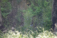 Ceratostigma willmottianum, photograph (c) Matthew Fainman, some rights reserved (CC BY)