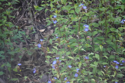 Ceratostigma willmottianum, photograph 3