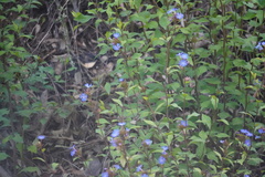 Ceratostigma willmottianum, photograph (c) Matthew Fainman, some rights reserved (CC BY)