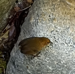 Pnoepyga albiventer