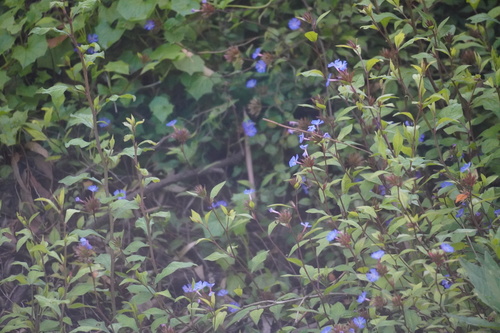 Ceratostigma willmottianum, photograph 5