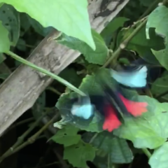 Parides childrenae