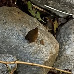 Pnoepyga albiventer